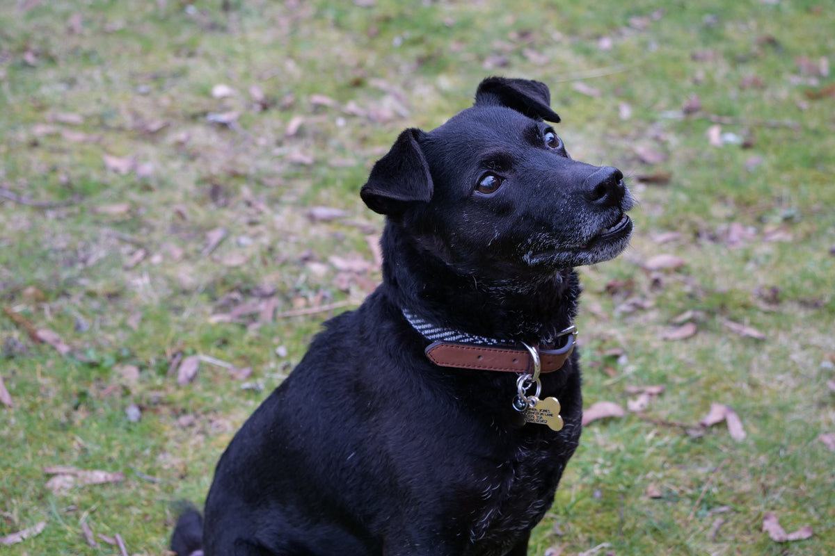 Brass Dog Tags vs. Plastic What s Best for Your Furry Friend Engraving Studios