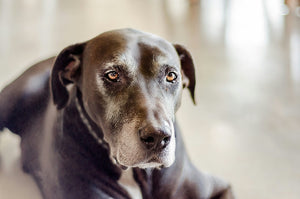 Senior Sanctuary: Transforming Your Home for Ageing Dogs and Cats