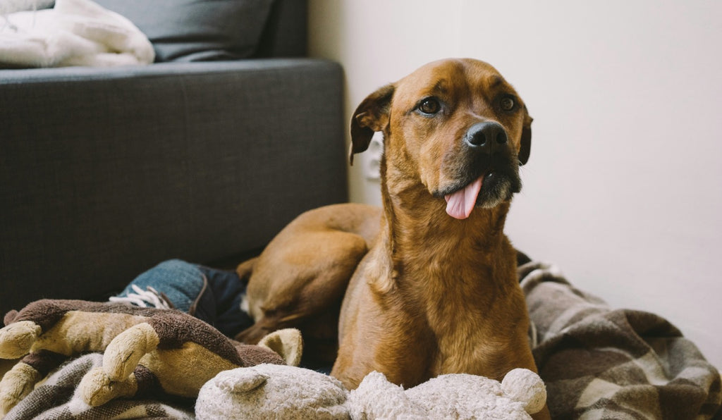 Safe Spring Cleaning: Pet-Friendly Products and Practices