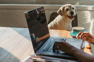 Tech-Savvy Pets: Top Gadgets to Boost Your Pet's Health and Happiness