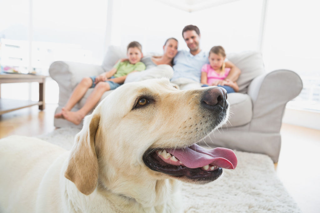Co-Parenting your dog: A modern day approach