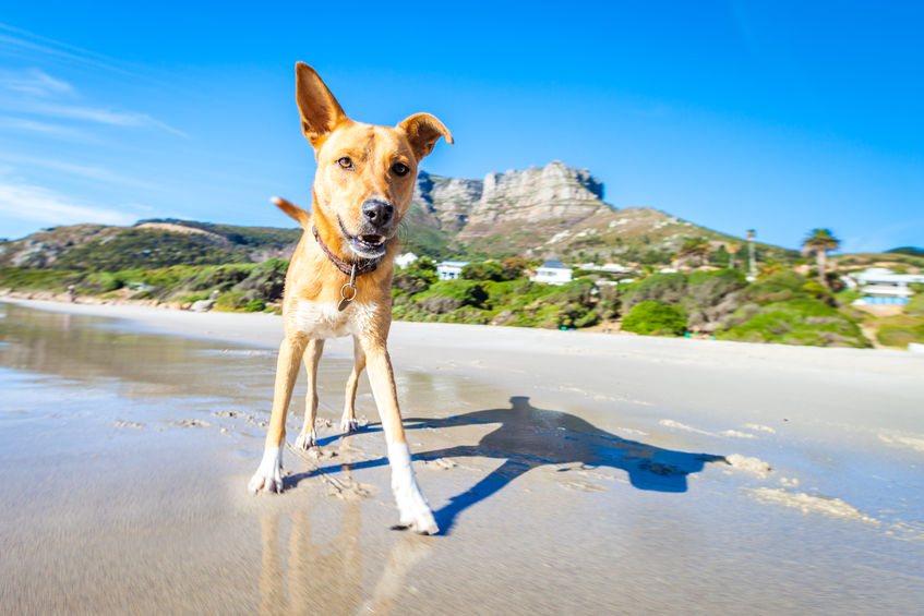 Planning your Summer – why not have a doggy holiday?