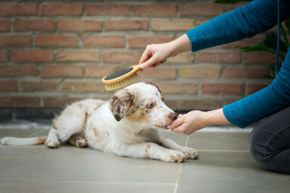 Why Is My Dog Shedding So Much? Engraving Studios