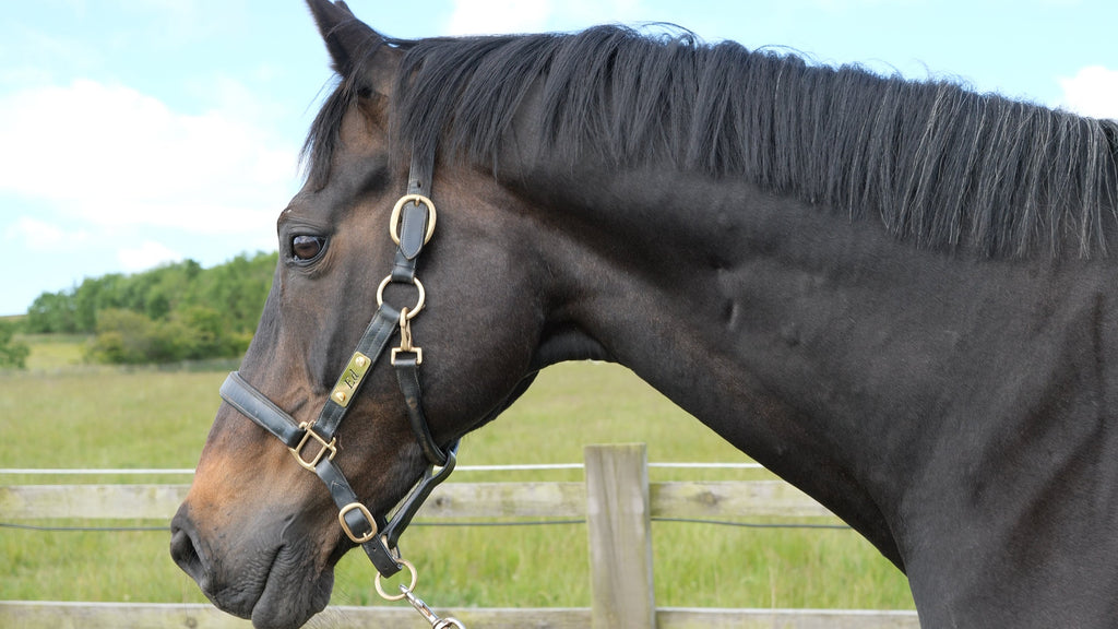 Travelling with Horses: Safety, Preparation and Essential Gear