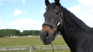 When to Rug Your Horse