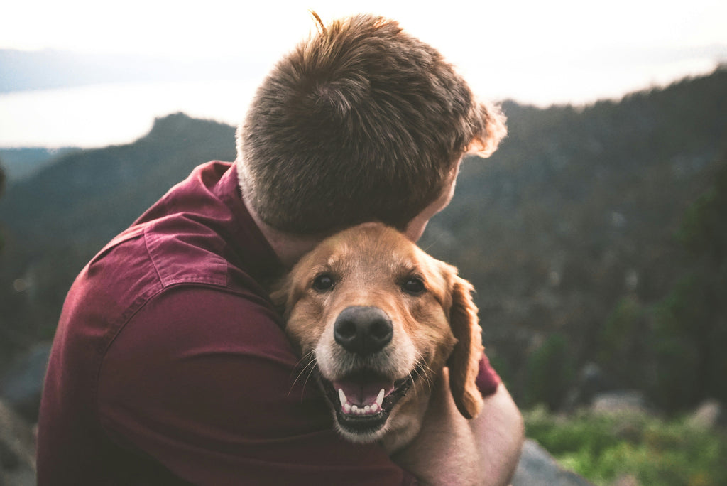 The Perfect Valentine’s Day Gift for Your Dog