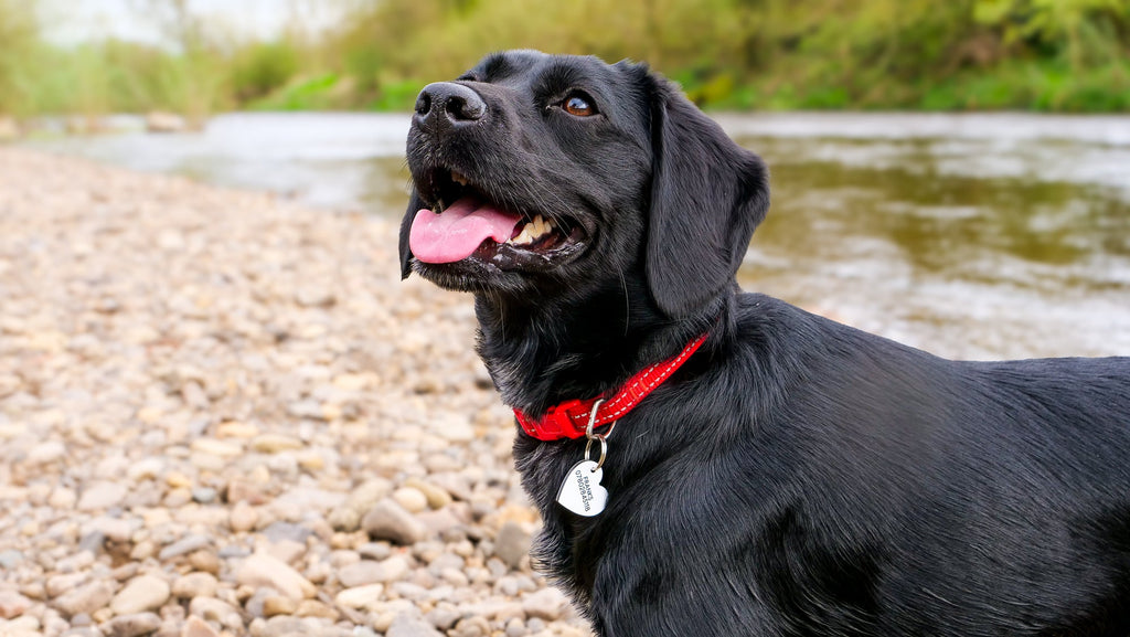 The Top 5 Essentials Every Responsible Pet Owner Needs