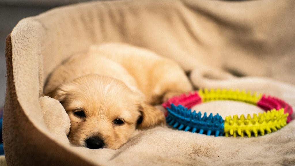 How to Tire Out a Puppy