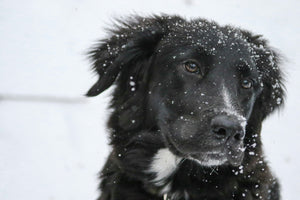 The Hidden Dangers of Winter for Dogs