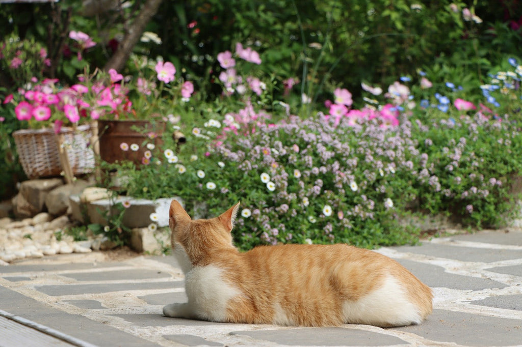 How to Create the Perfect Pet-Friendly Garden