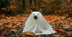 Halloween With Pets