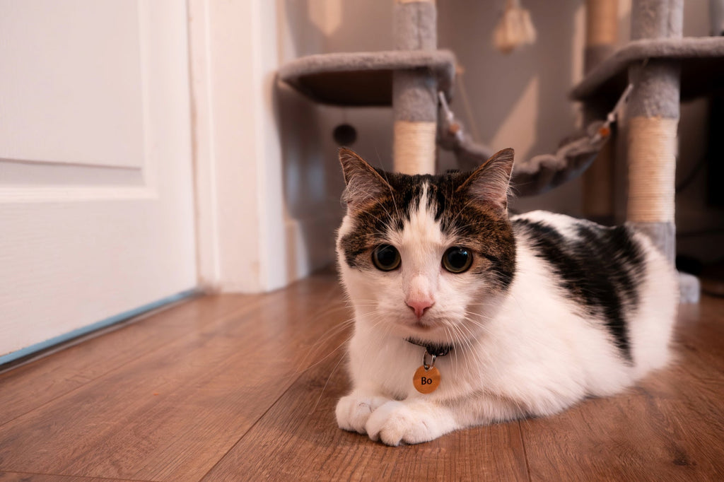 Introducing Cats to a New Home