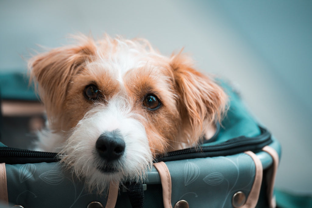 Things to consider when leaving your dog while you’re on holiday