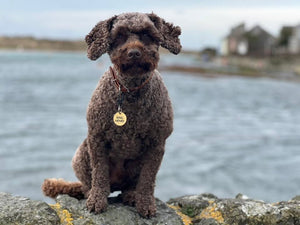 Why Brass Tags Are Perfect for Water-Loving Dogs