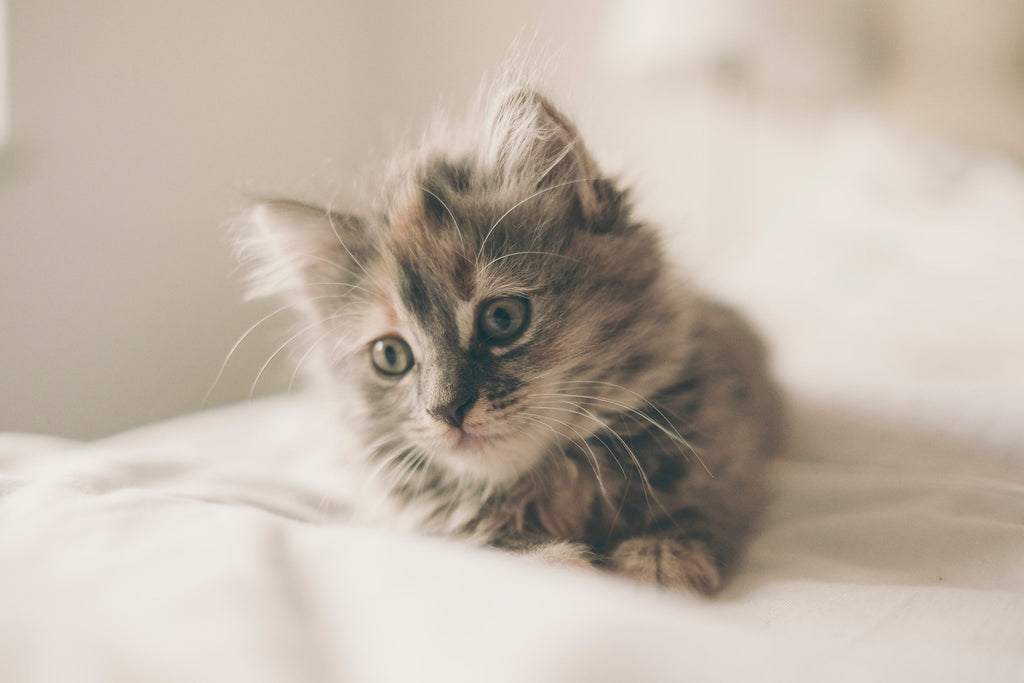 Essential Kitten Care