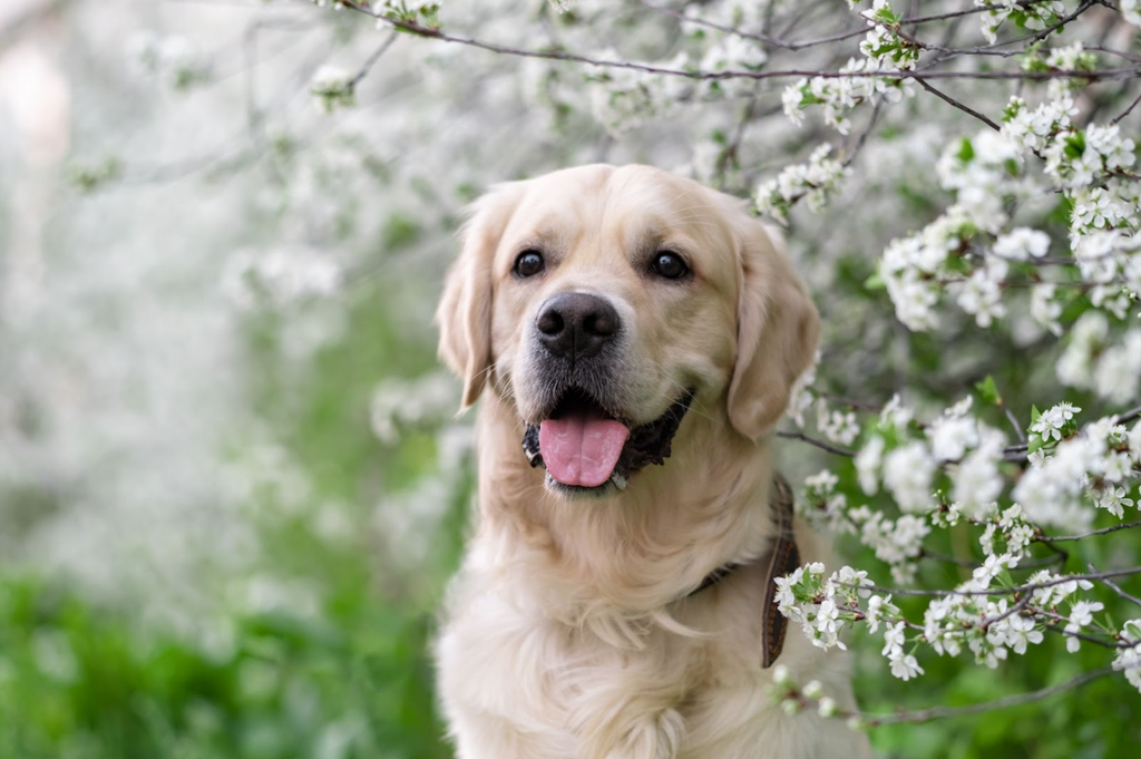 Preparing For Spring Adventures With Your Dog – Engraving Studios
