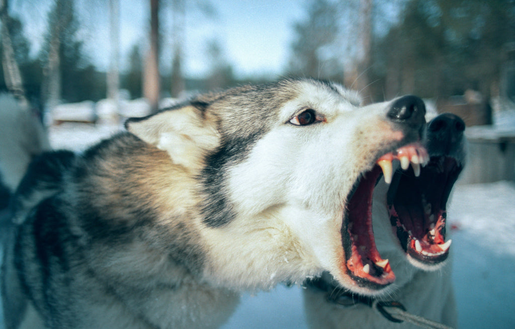 Why Even the Friendliest Dogs Can Get Owners in Legal Trouble