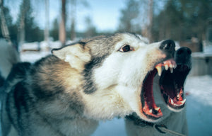 Why Even the Friendliest Dogs Can Get Owners in Legal Trouble