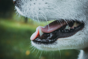 How To...Brush Your Dog's Teeth