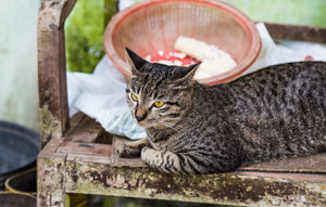 Looking after elderly cats