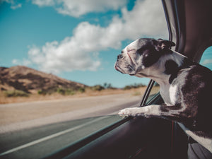 Canine Car Safety