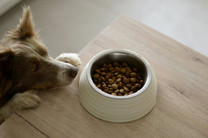 Fibre in Pet Nutrition: Why It’s More Important Than You Think