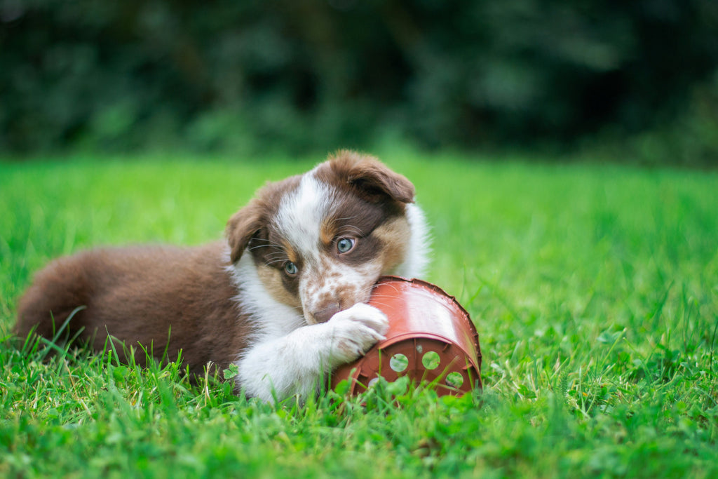 Understanding Pica in Pets: Causes, Dangers and When to Call the Vet