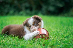 Understanding Pica in Pets: Causes, Dangers and When to Call the Vet