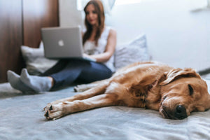 Pet Insurance : What are the benefits?