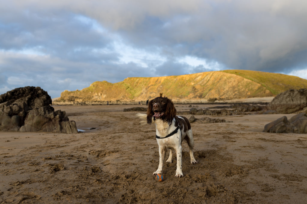 5 Things to Avoid on Beaches with Your Dog