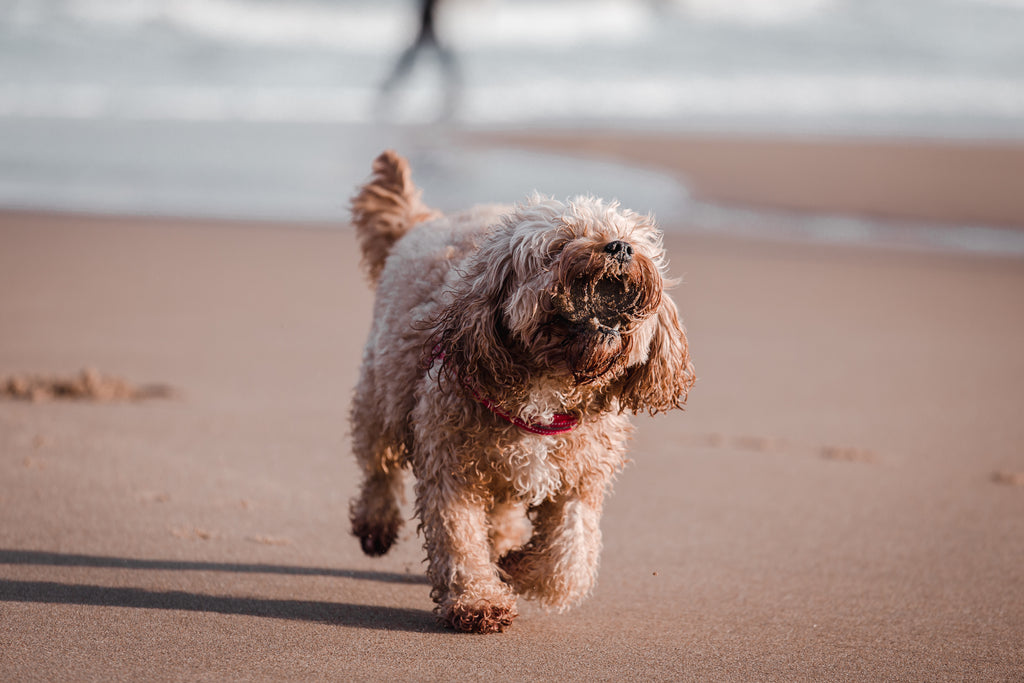 10 Fun Activities to Enjoy With Your Dog This Summer