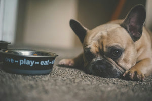 Solving Fussy Eating in Dogs: Expert Advice for Pet Owners
