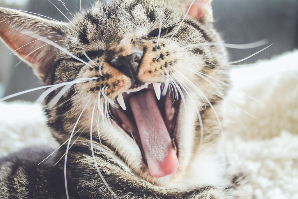 Symptoms of allergies in cats