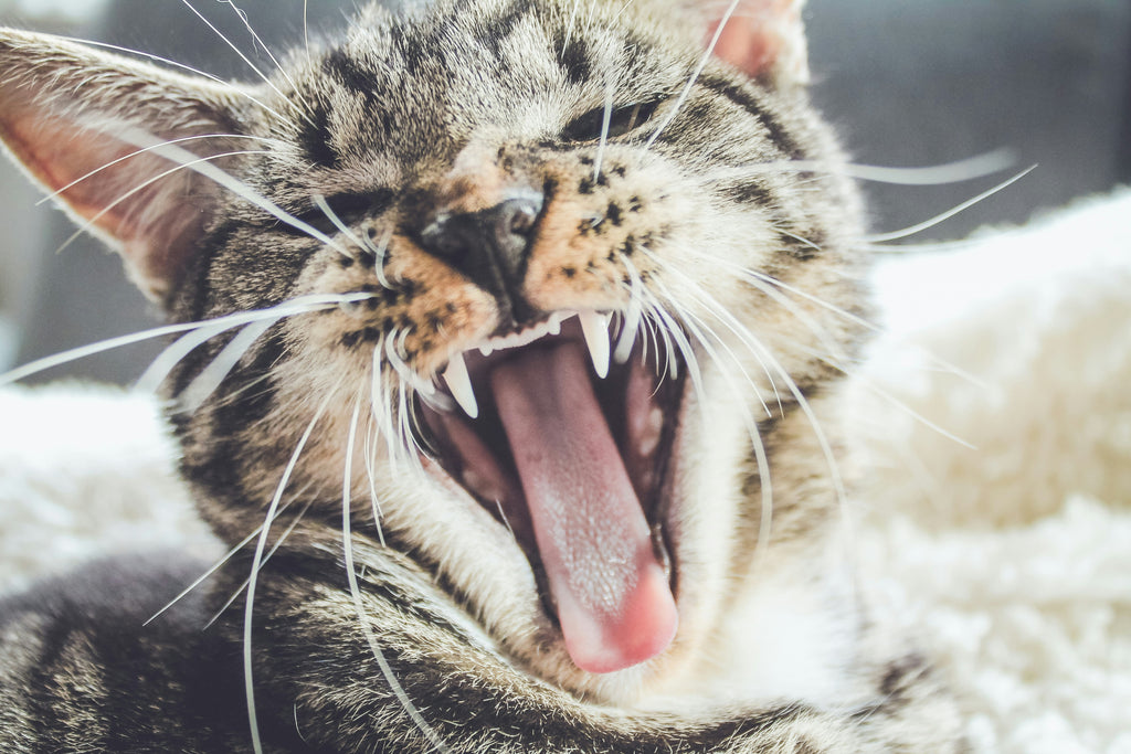 Feline Dental Care: Common Problems & Fixes