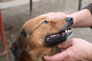 Is Lockdown Making Our Dogs More Anxious?