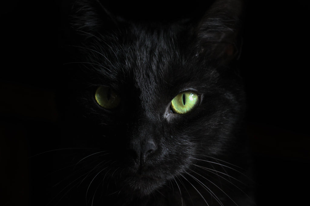 Five Common Black Cat Superstitions