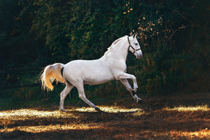 What to do with horses during fireworks