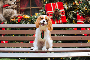 Accessories for your dog this Christmas