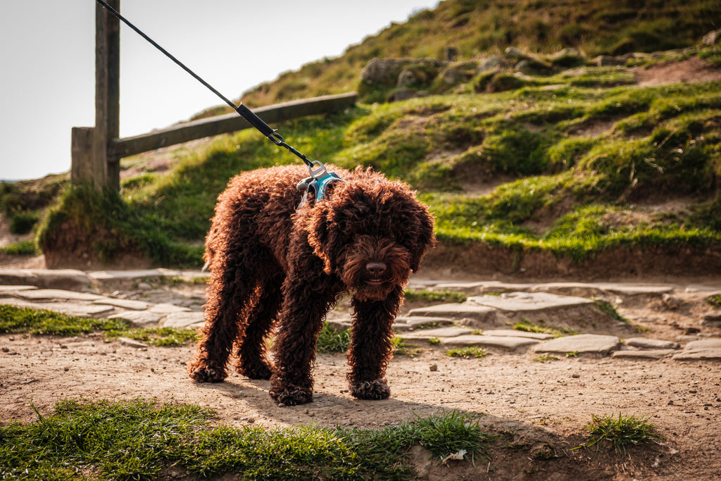 Outdoor Adventures: Keeping Your Dog Safe and Happy on Hikes and Walks