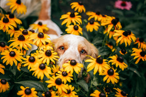 How do you stop dogs from digging?