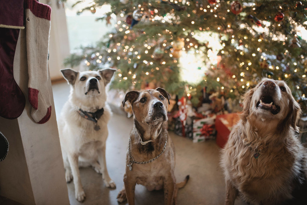 First aid part 3: Christmas dangers for pets