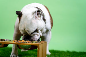 How to Switch Your Pets Diet