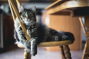 Household Dangers for Cats and How To Keep Them Safe