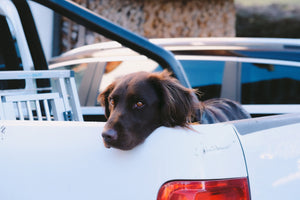 Top Tips For Moving Home With Pets