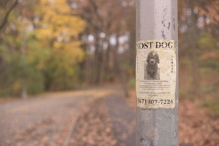 QR Code Dog Tags: Are They Worth It?