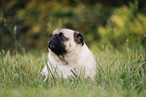 Preventing Weight Gain for Dogs in Lockdown