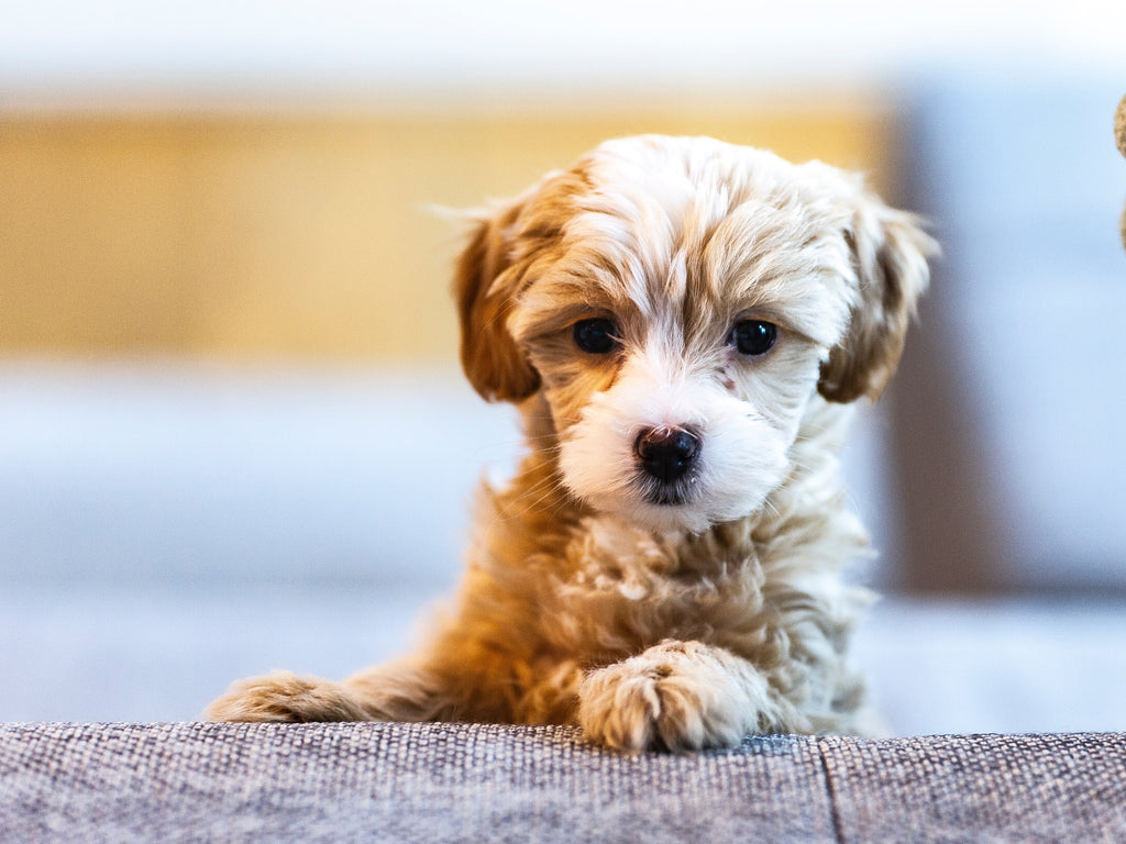 Avoiding Puppy Separation Anxiety