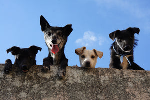 Choosing a Dog Boarding Kennel: Key Considerations for a Happy Stay