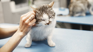 Are Pet Health Plans Worth It?