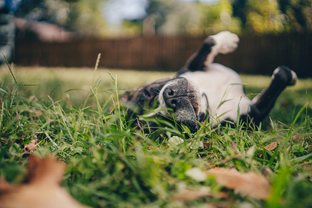 Why Do Dogs Roll in Fox Poo?
